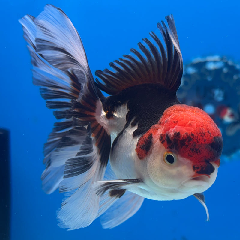 Thai Oranda Tri-Color 3.5” Body Male(CK-934)R1BLUETUB4