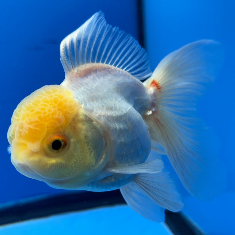 Thai Oranda Lemon Head White Polka Dot 3” Body Male(CK-987)R3B07