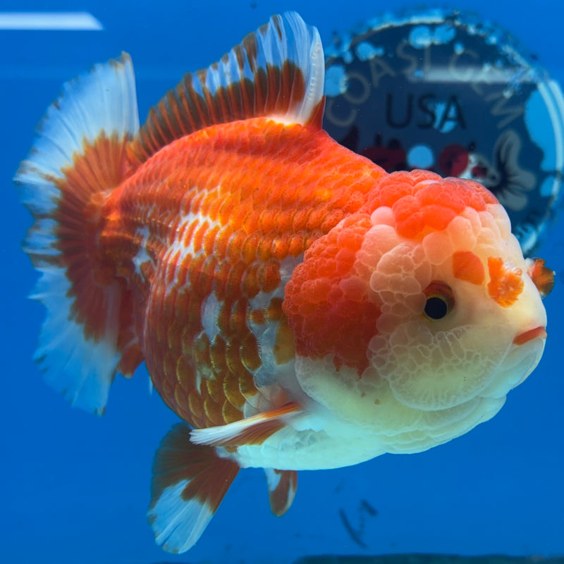 Thai Oranda JUMBO Red/White 4.5” Body Male(CK-1474)R2B15