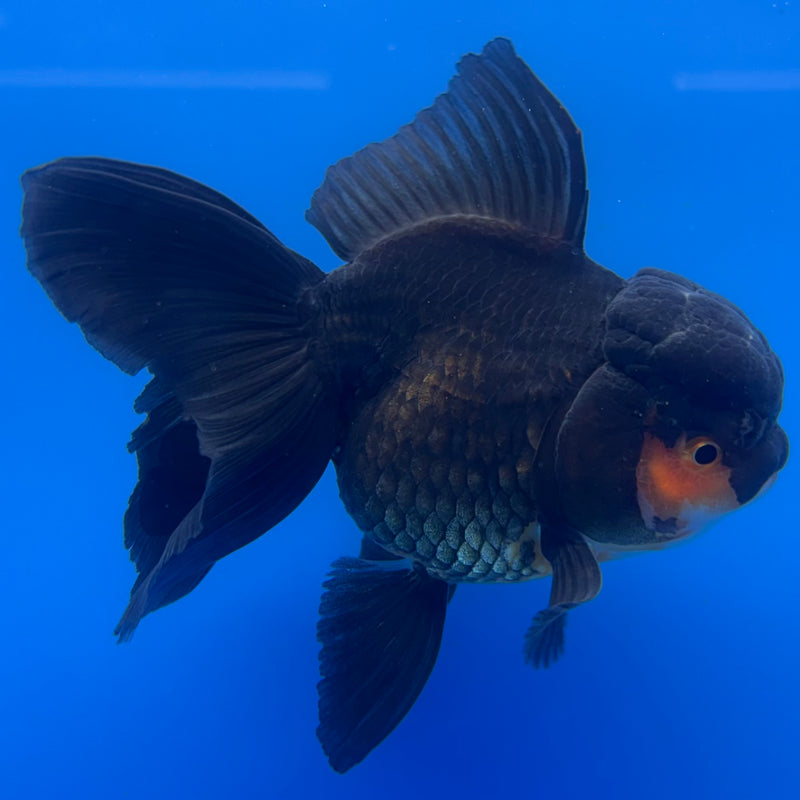 Thai Oranda Apache/Tri-Color 3” Body Female(CK-1232)R1A11
