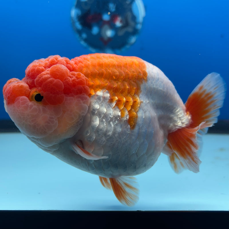 Thai Ranchu JUMBO Red/White 4.5” Body Female(CK-1317)SHOWTANK2