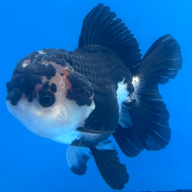 Thai Oranda Panda 3” Body Female(CK-664)R1A10
