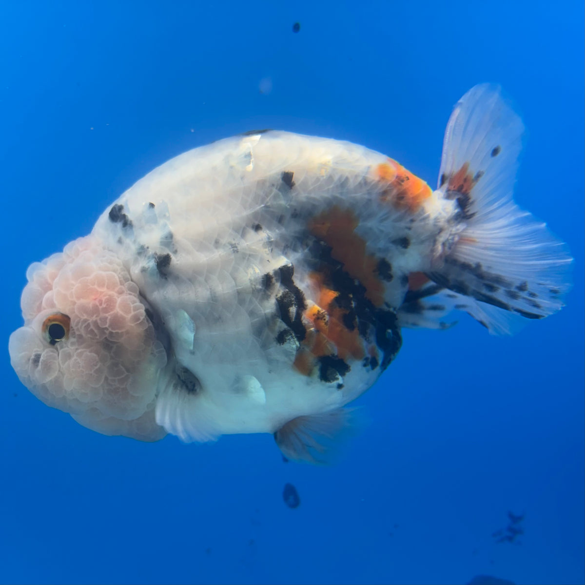 Thai Ranchu JUMBO Calico 4.5” Body Female(BIN-CK-1048)SHOWTANKB