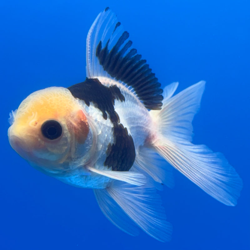 Thai Oranda Lemon Head Button Eye Panda 2.5” Body Male(CK-1258)R3B07