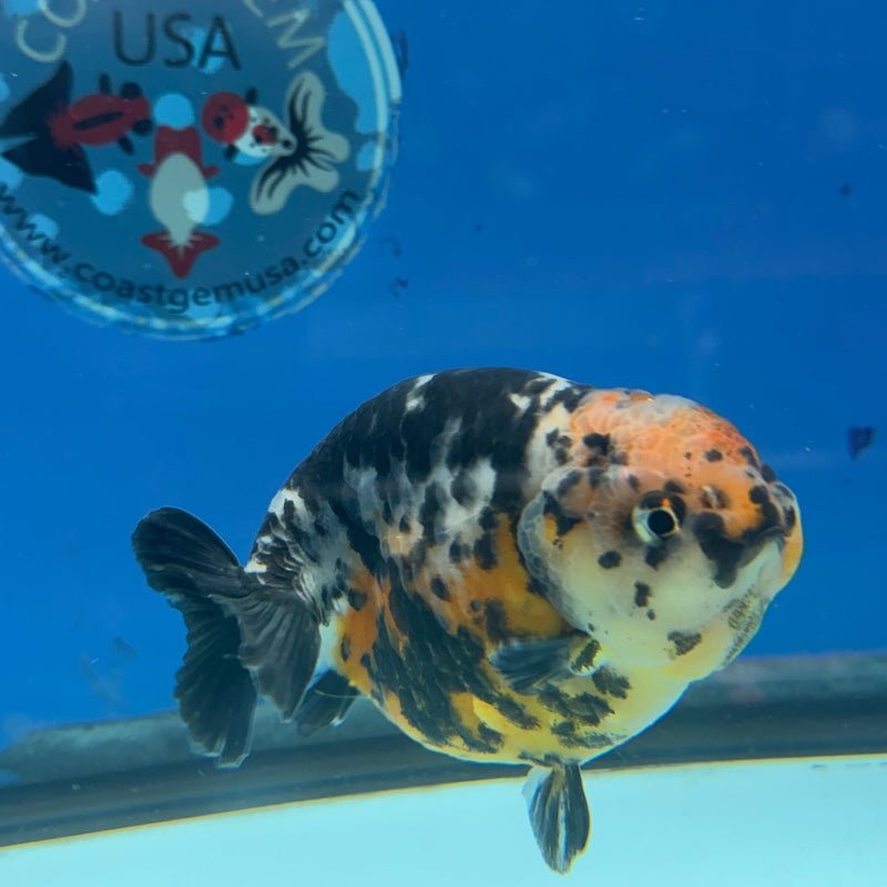 Chinese Ranchu Calico 3.5in Male (FEB-307)R2A06