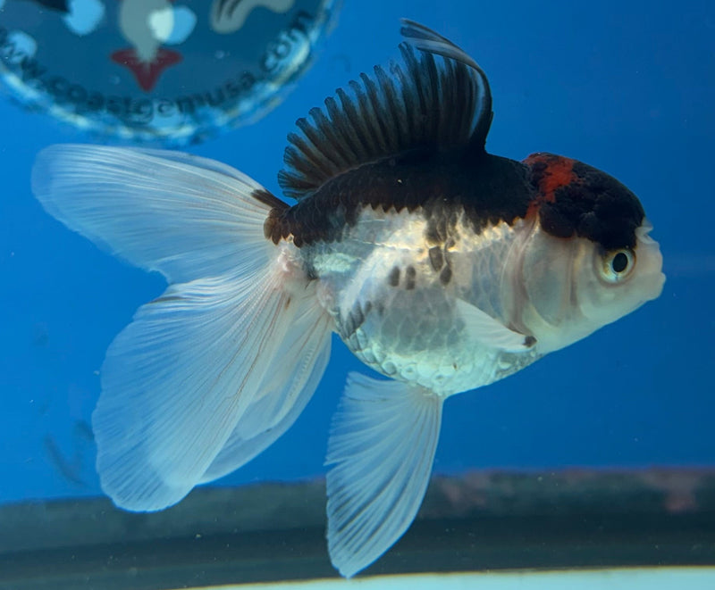 Thai Oranda Tri-Color 2.5” Female (FEB-270)R3A09