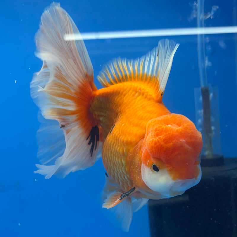 Thai Oranda Red/White 4” Body Male(CK-814)R1A03
