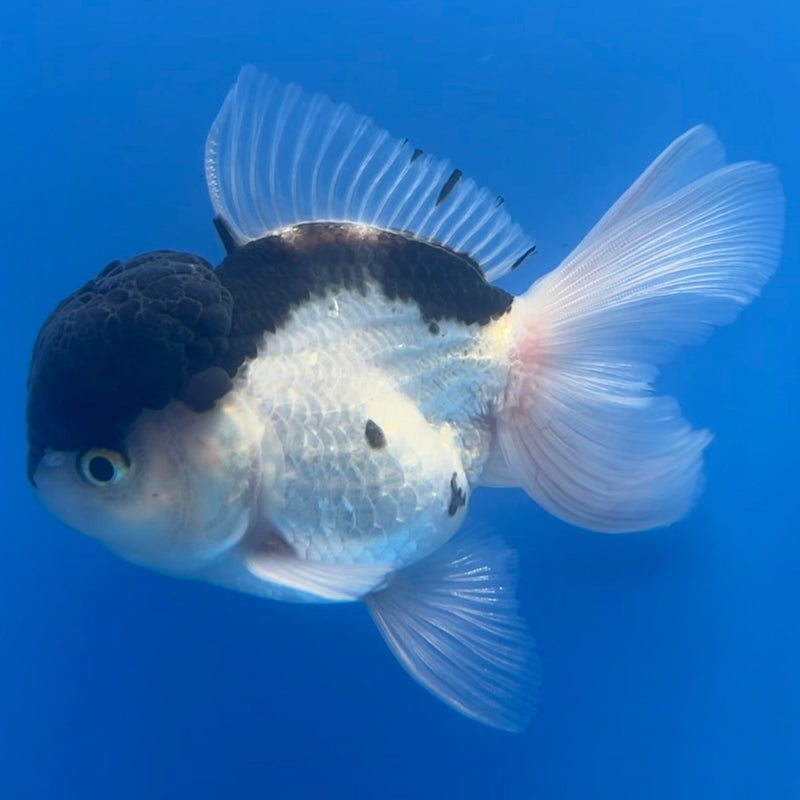 Thai Oranda Panda 3” Body Male(CK-662)R1B11