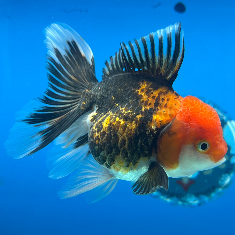 Thai Oranda Apache 3.5” Body Female(CK-910)R1BLUETUB4