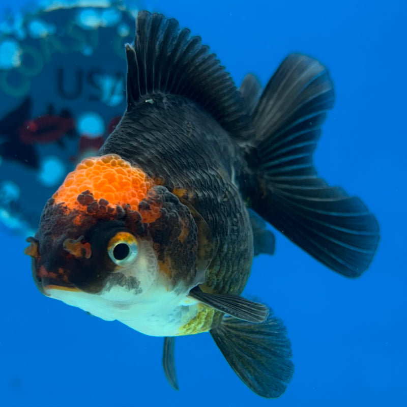 Thai Oranda NOK Apache/Tri-Color 2.5” Body Male(NOK-CK-1176)R3B18