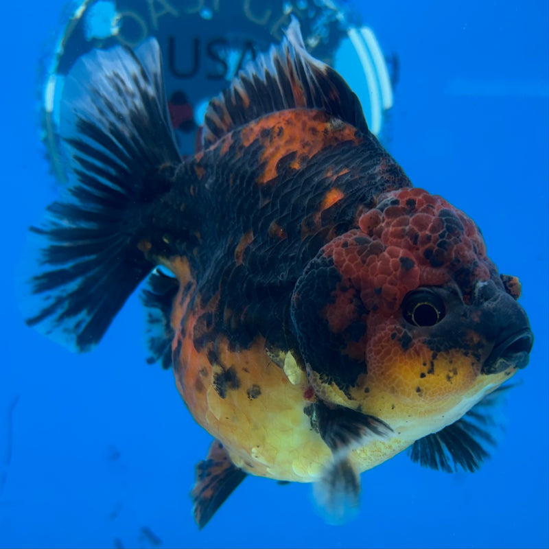 Thai Oranda Calico 3.5” Body Male(CK-1518)BLUETUBD