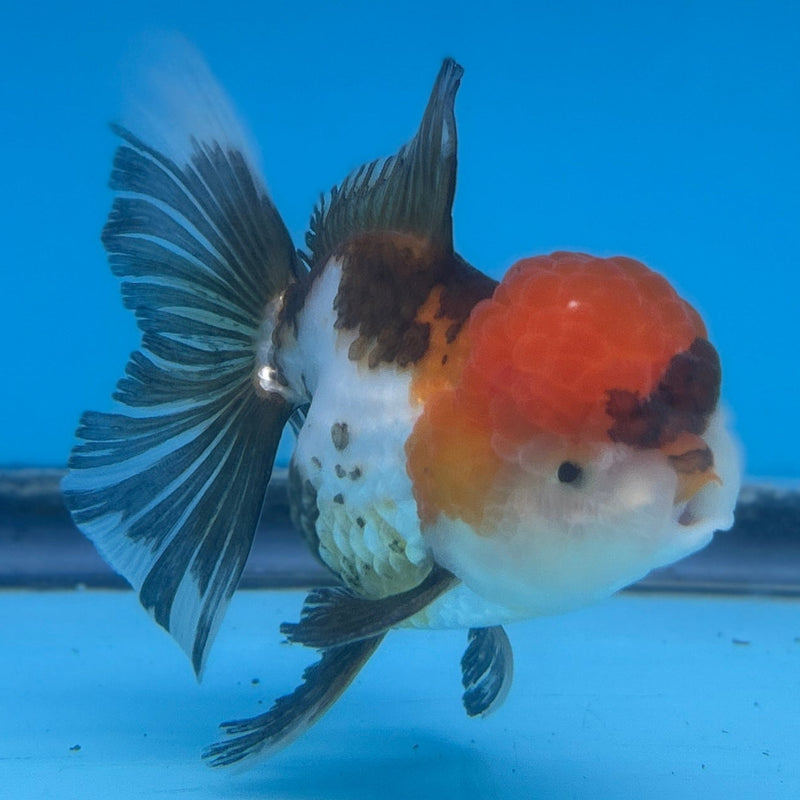 Live Premium Fancy Goldfish Thai Oranda Tri-Color 3.5” body Male (JC-265) R1A12