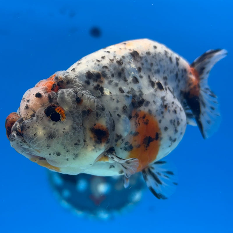Thai Ranchu Tri-Color Calico 3.5” Body Female(CK-939)R2C03