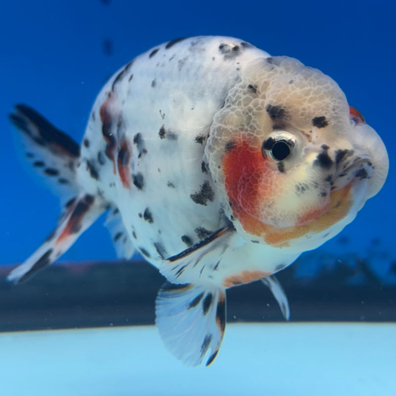 Thai Ranchu Tri-Color Calico 3.5” Body Male(CK-945)R2C03