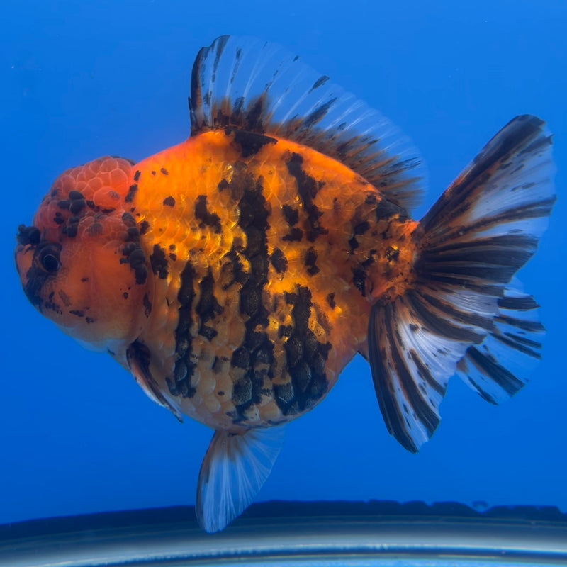 Thai Oranda JUMBO Red Calico Tiger 4.5” Body Female(CRP-CK-648)BLUETUB2