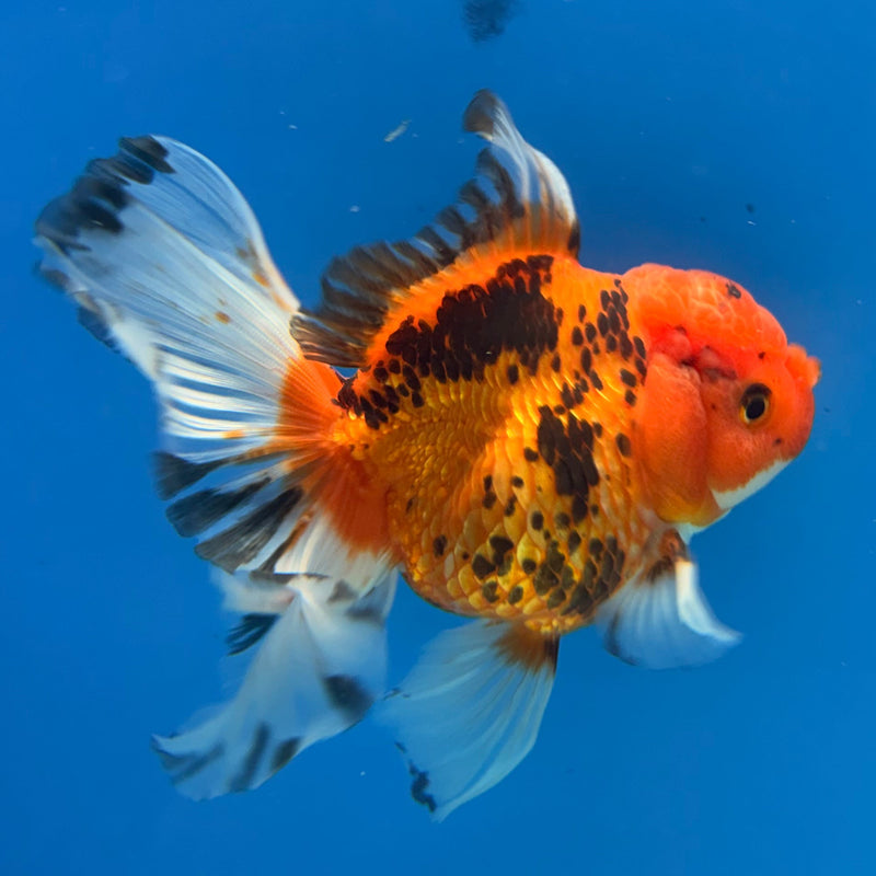 Thai Oranda Tri-Color 4in Female (FEB-312)R2B04