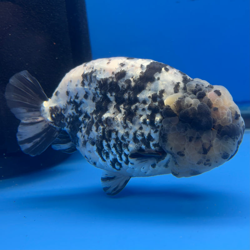 Thai Ranchu White Tiger 4” Body Male(BIN-CK-1040)R1BLUETUB2