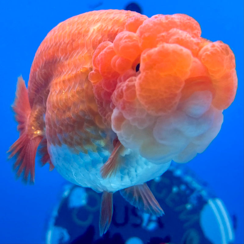 Thai Ranchu Red/White 3.5” Body Male(CK-1131)R1A07