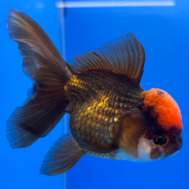 Thai Oranda Black Body Red Cap 3.5” Body Female(CK-728)R1A02
