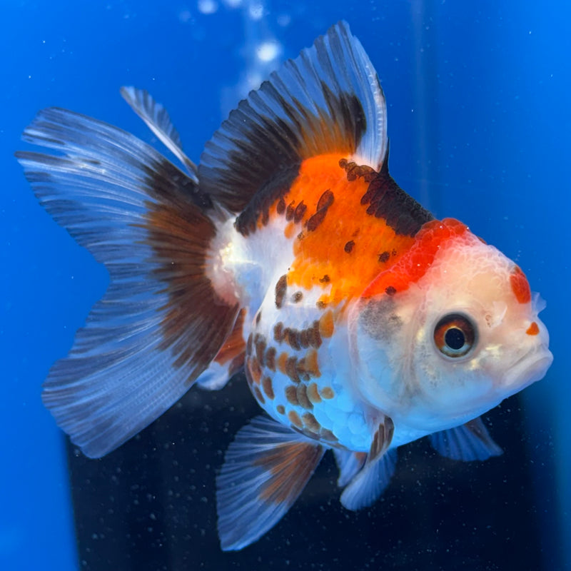 Thai Oranda Tri-Color/Apache 2” Body Male(CK-737)R3B21