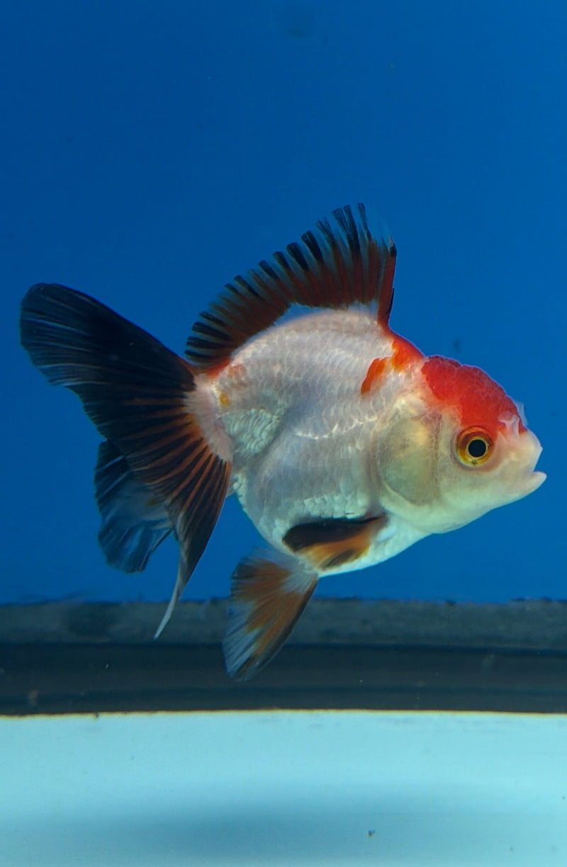 Thai Oranda Tri-Color 2.5” Female (FEB-269)R3A09