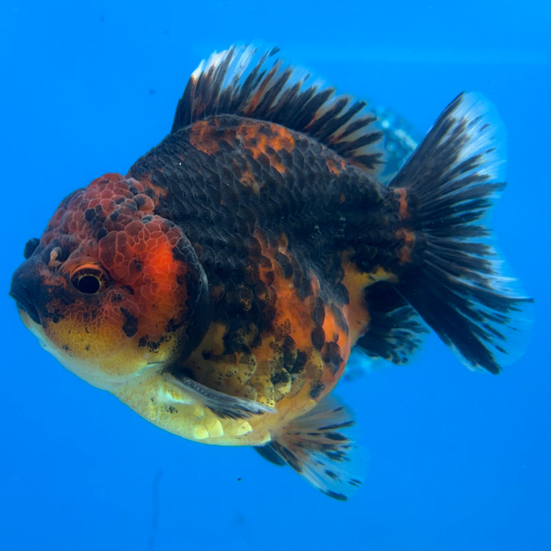Thai Oranda Calico 3.5” Body Male(CK-1518)BLUETUBD