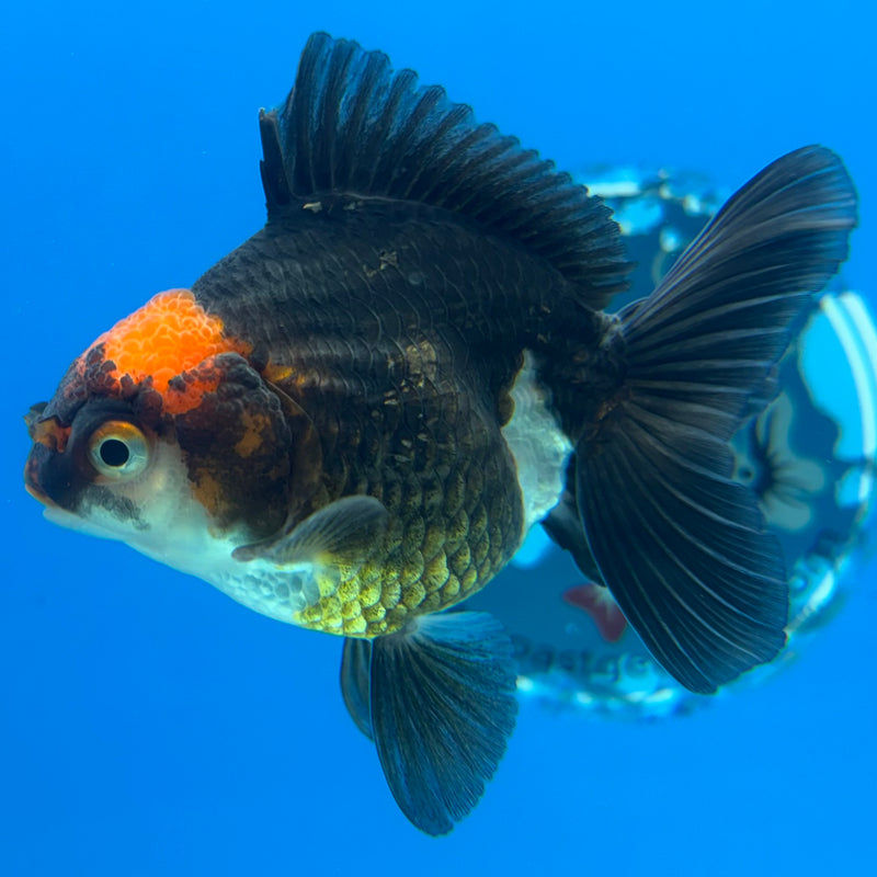 Thai Oranda NOK Apache/Tri-Color 2.5” Body Male(NOK-CK-1176)R3B18