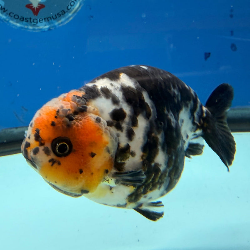 Chinese Ranchu Calico 3.5in Male (FEB-307)R2A06