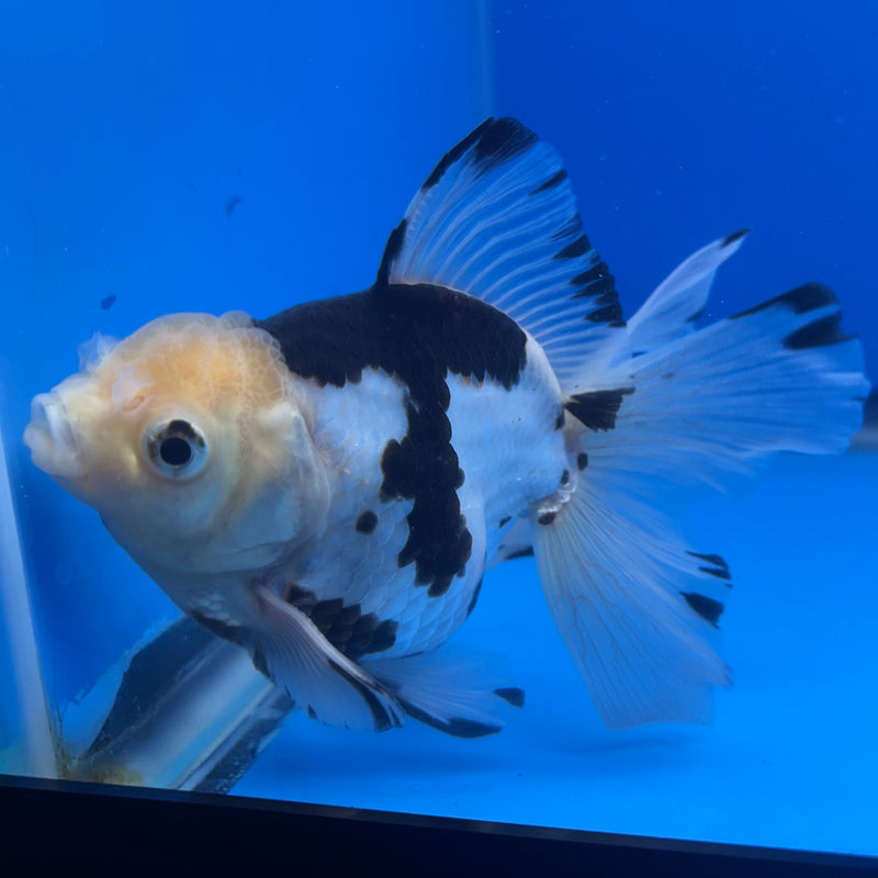 Thai Oranda Panda 3” Body Male(CK-1456)SHOWTANK2
