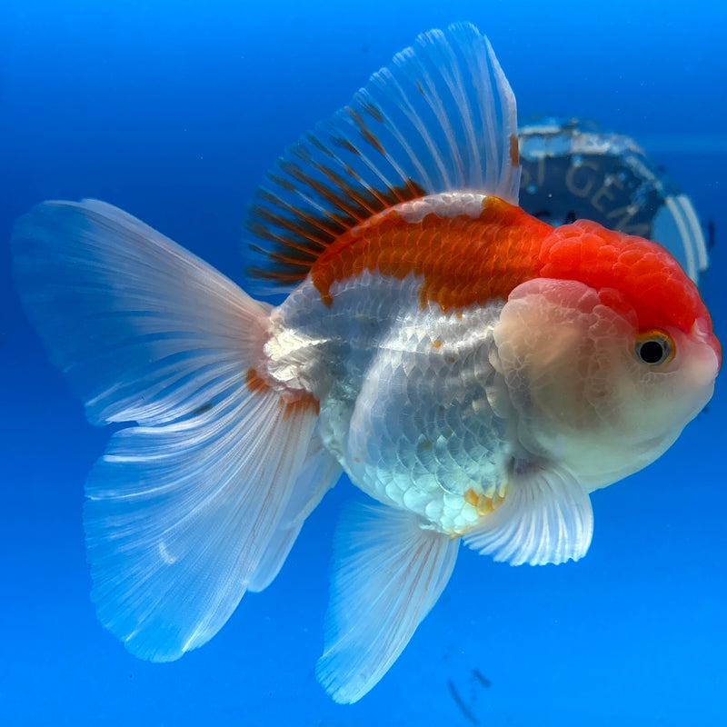 Thai Oranda Red/White 3.5” Body Male(CK-1503)R2A03