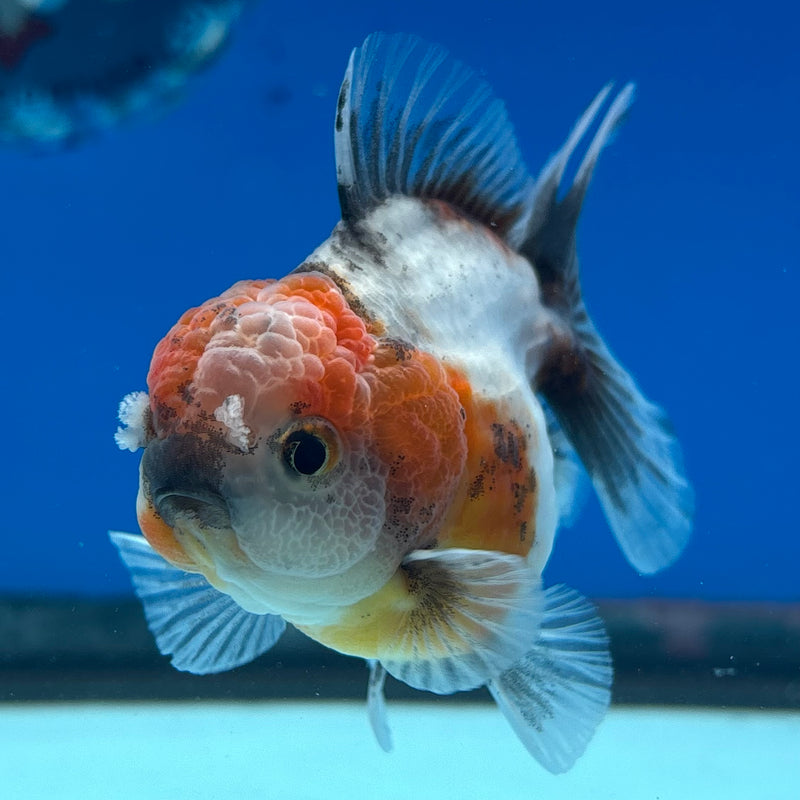 Thai Oranda SHOGUN 2.5” Body Male(CK-1019)R3B13