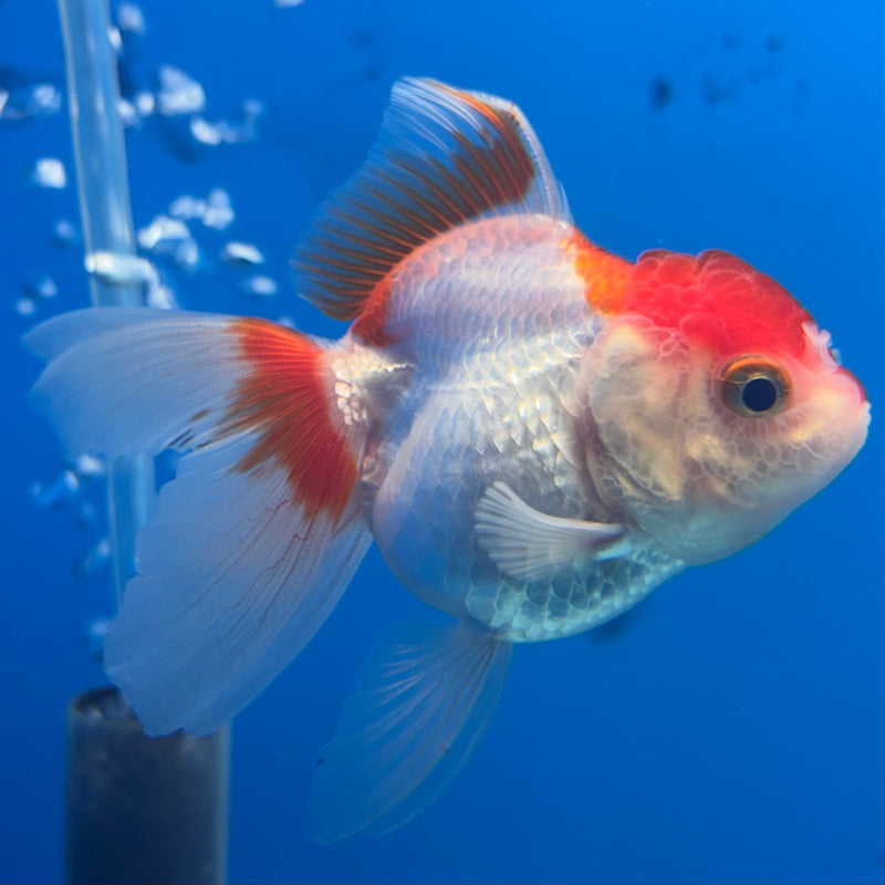 Thai Oranda Red/White 2” Body Female(CK-1271)R3B05
