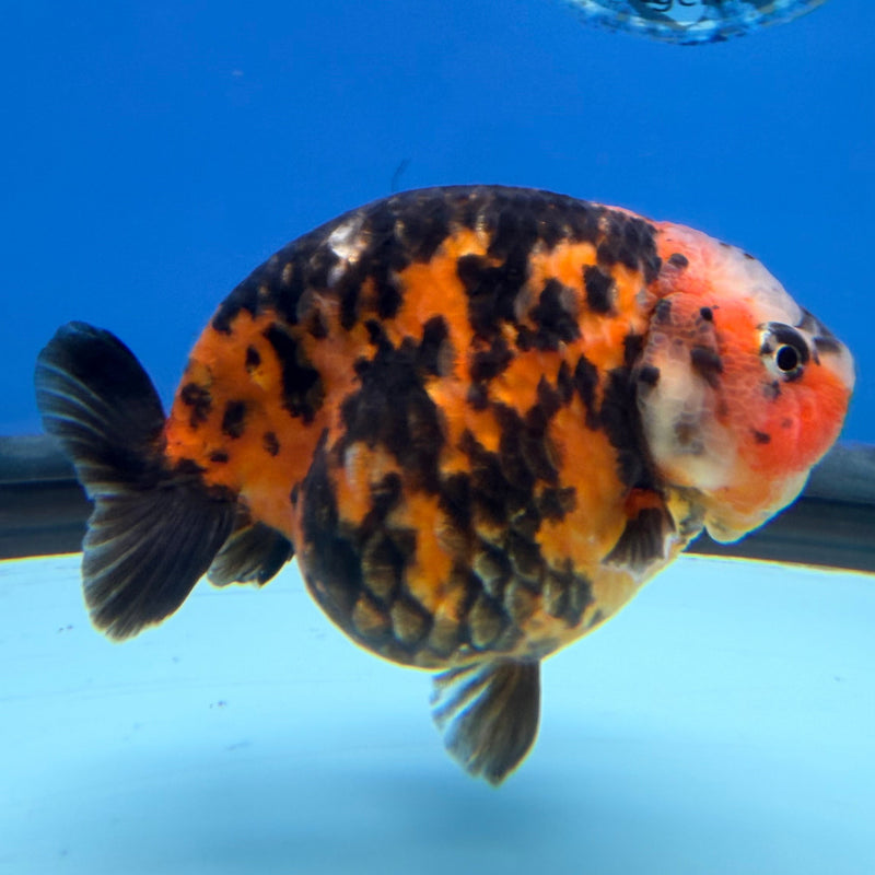 Chinese Ranchu Calico 3.5in Female (FEB-304)R2A05