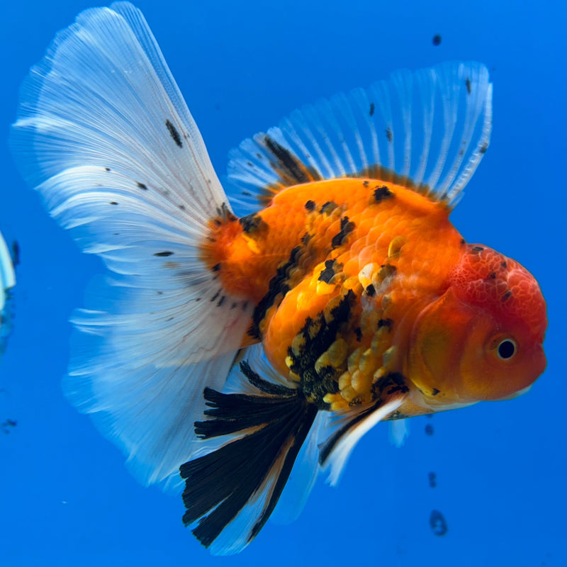Thai Oranda Red Calico 3” Body Male(CK-617)R1B02