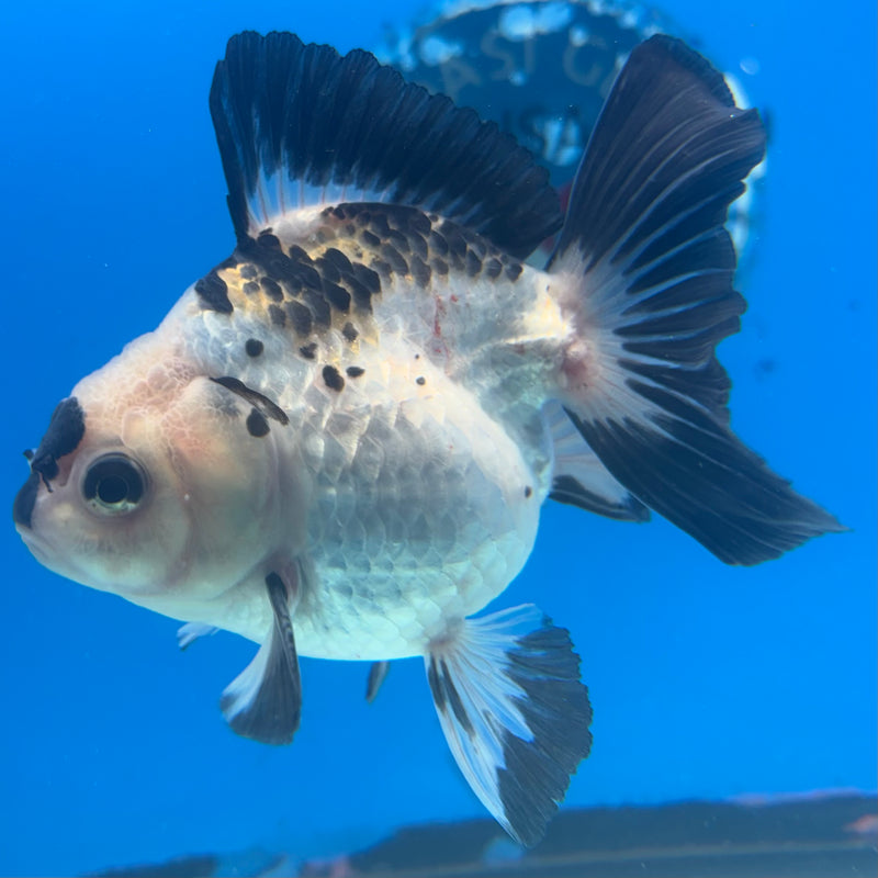 Thai Oranda Panda 3” Body Male(CK-1410)R1B09