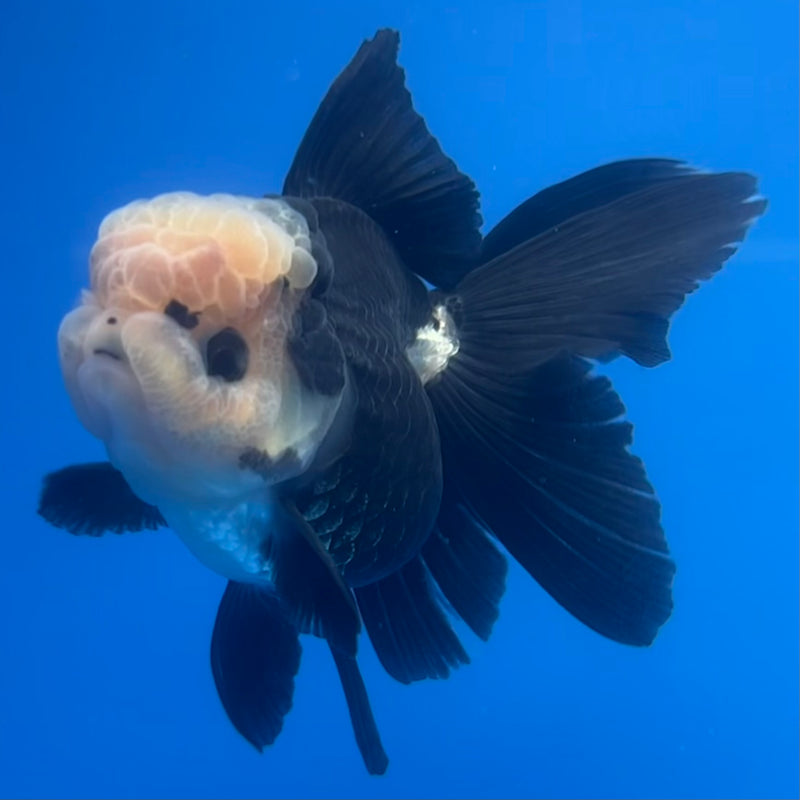Thai Oranda Panda 3” Body Female(CK-1217)R1A09