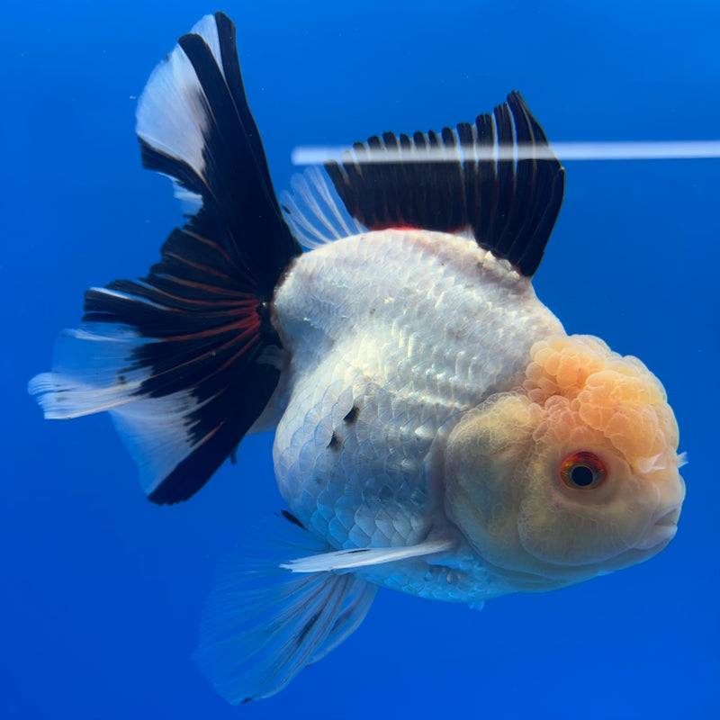 Thai Oranda JUMBO Tri-Color 4.5” Body Male(QGF-CK-1330)BLUETUB1