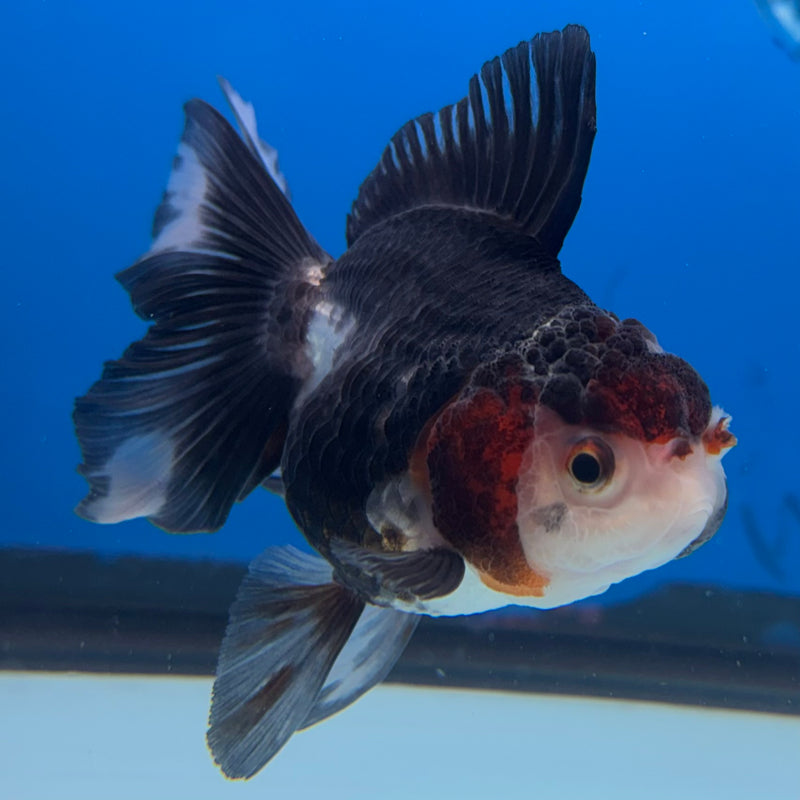 Thai Oranda NOK Tri-Color 2.5” Body Female(NOK-CK-1180)R3B16