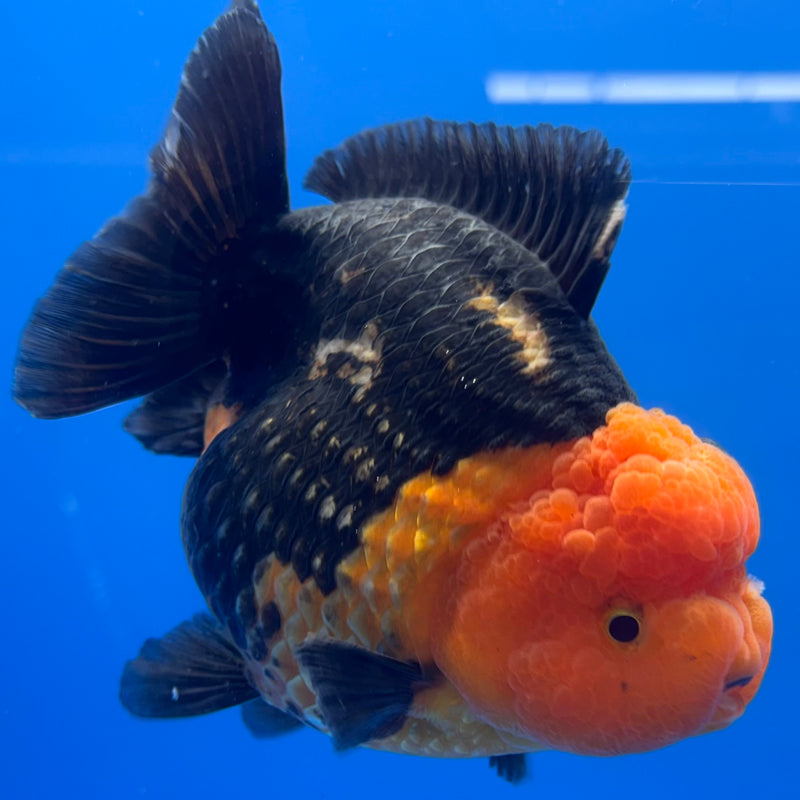 Thai Premium Oranda Yuanbao Apache 4” Body Male(CK-771)R1BlueTub4