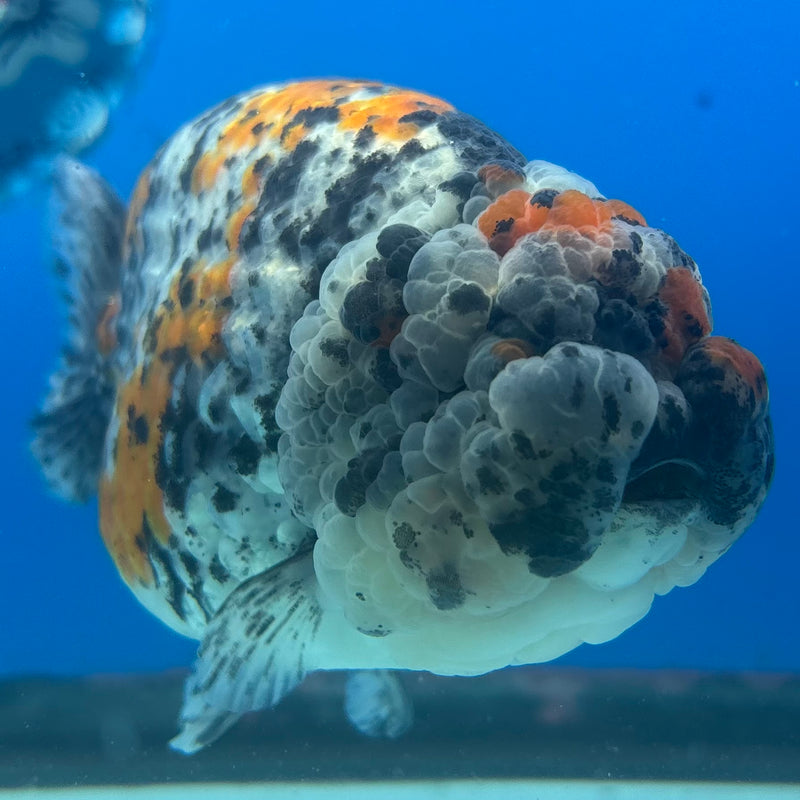 Thai Ranchu JUMBO Calico 4.5” Body Female(BIN-CK-1047)SHOWTANK2