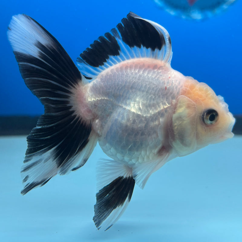 Thai Oranda NOK Panda 2.5” Body Male(NOK-CK-1179)R3B16