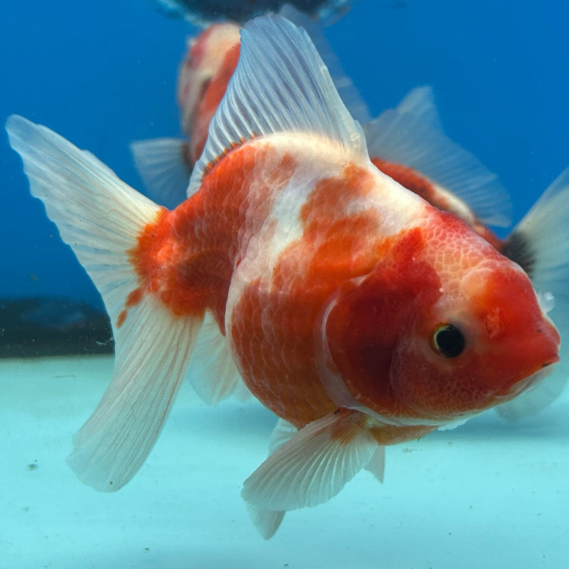 Premium Fancy Sakura Oranda 3.5” Body Male (JCD-200)R2C05