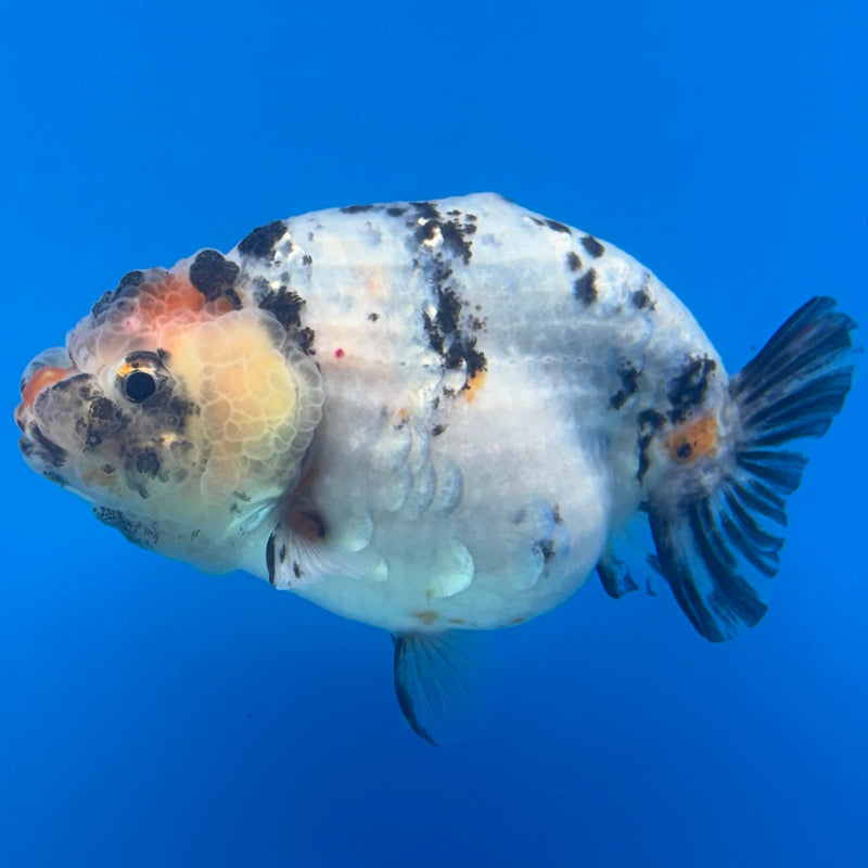 Thai Ranchu Tri-Color Calico 3.5” Body Female(CK-944)R2C03