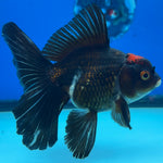 Thai Oranda Tri-Color 3” Male (CK-1561)R3A09