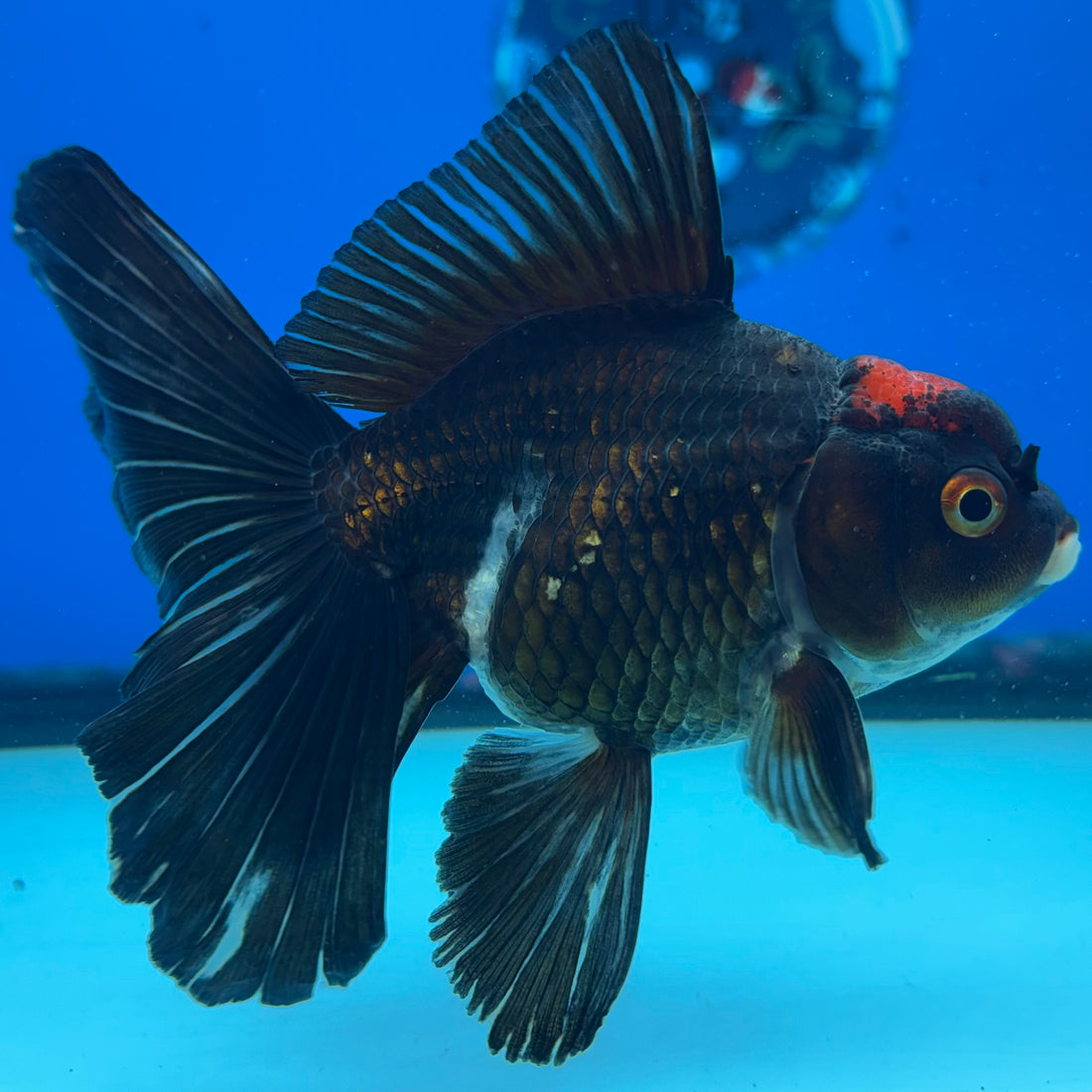 Thai Oranda Tri-Color 3” Male (CK-1561)R3A09