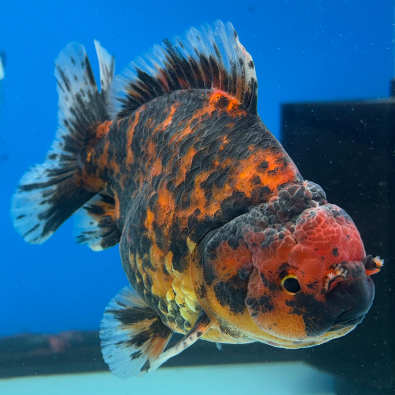 Thai Oranda Calico Tiger 3.5” Body Male(CK-1514)BLUETUB-D