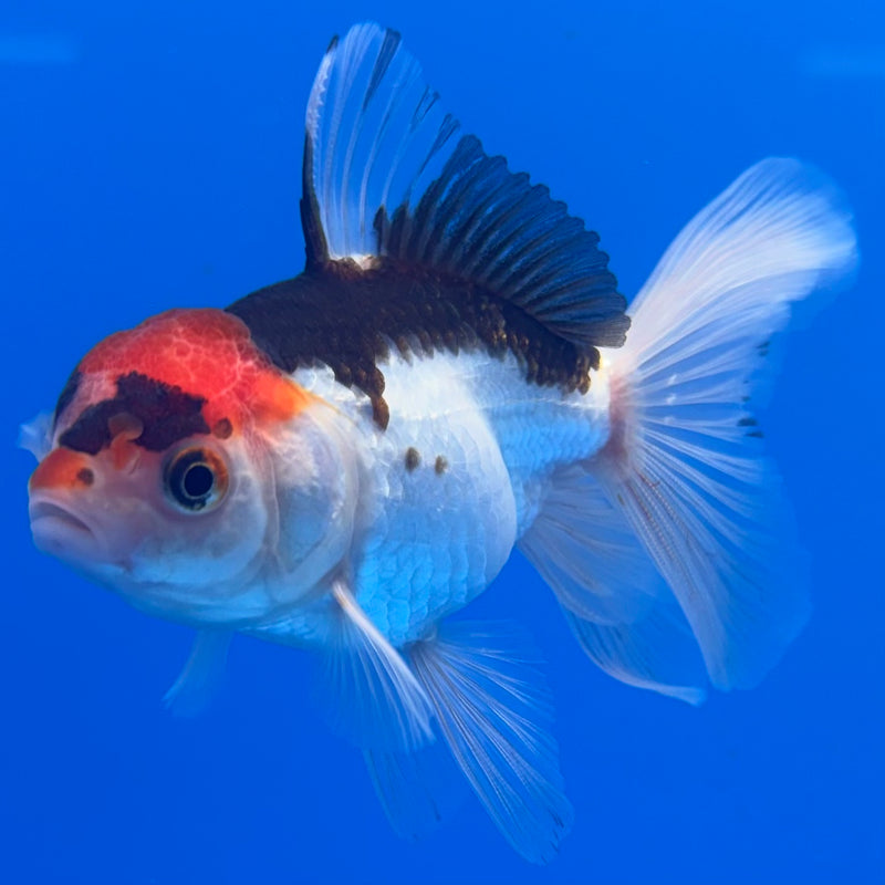Thai Oranda Tri-Color 2.5” Body Male(CK-1310)R3B14