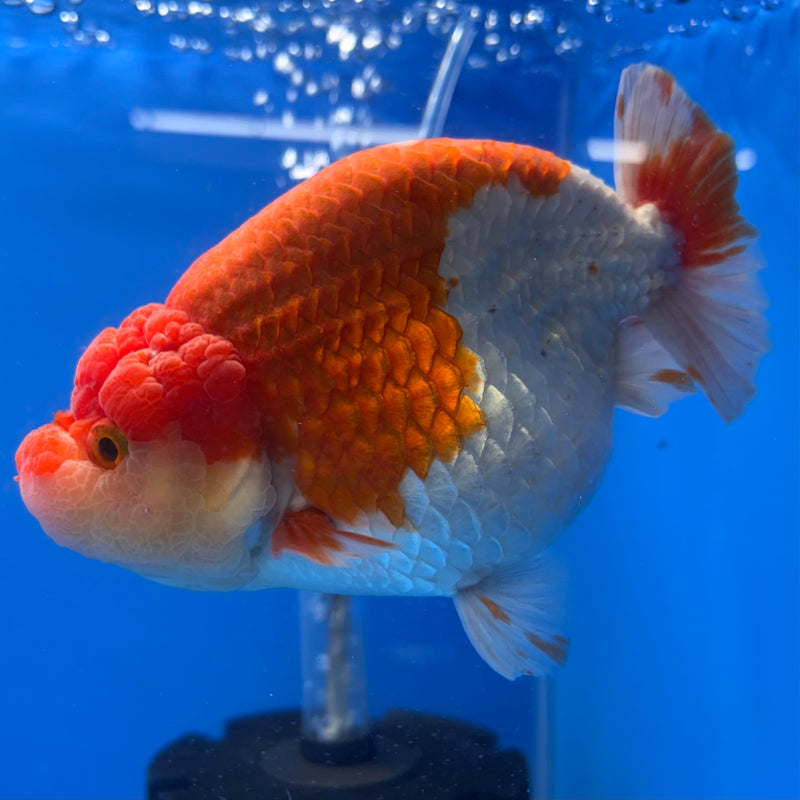 Thai Ranchu Lionchu Super Jumbo Red/White 5” Body Female(CK-763)SHOWTANK