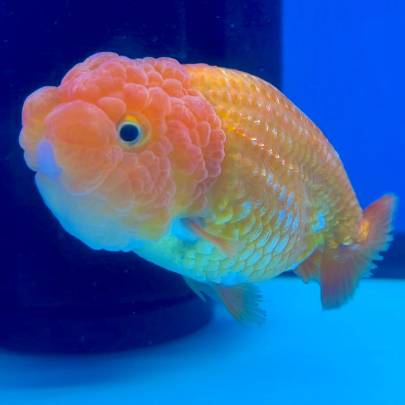 Thai Ranchu Full Red 3.5” Body Female(CK-1128)R1B05