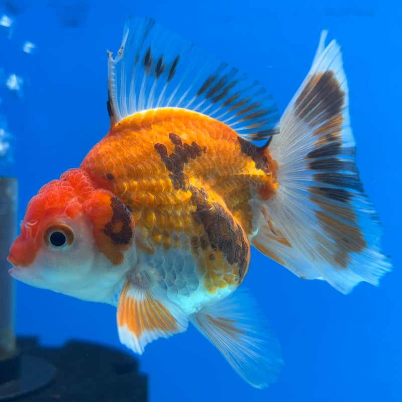 Thai Oranda Tri-Color/Apache 2.5” Body Male(CK-856)R3B17
